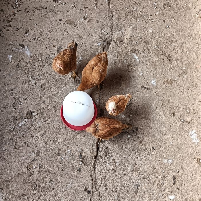 Frangos/as (4 meses)