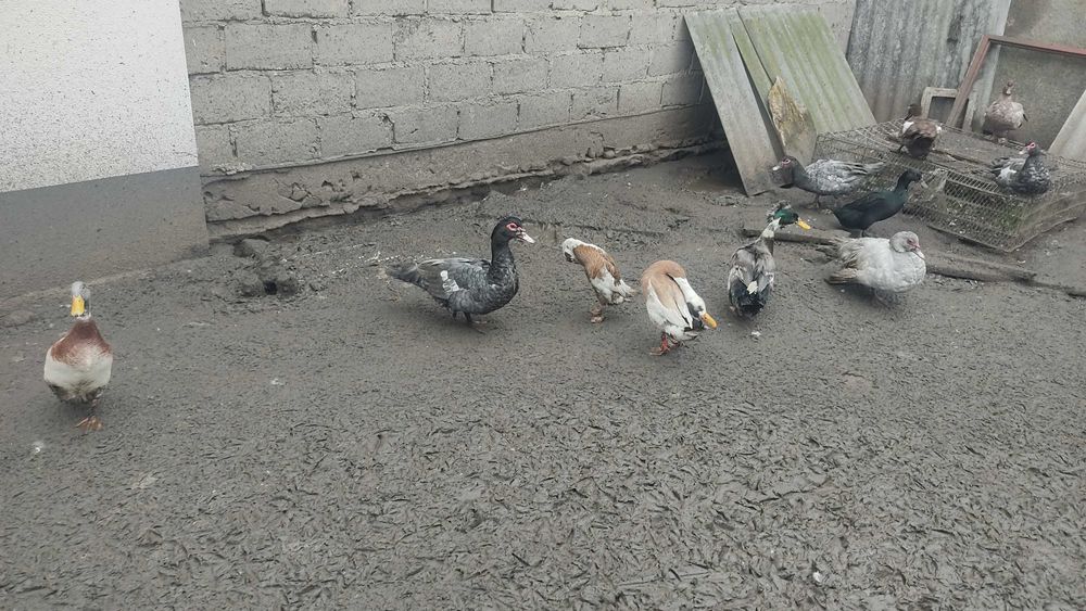 Sprzedam kaczki i gęsi