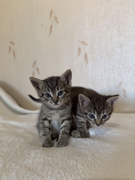 Шотландські кошенята , шотландские котята