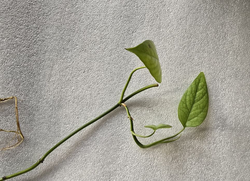 Epipremnum cebu blue epi