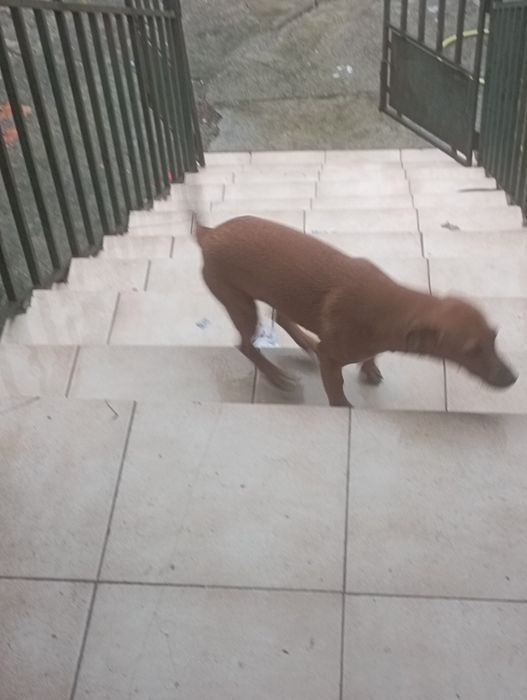 Adoção  muito bonita