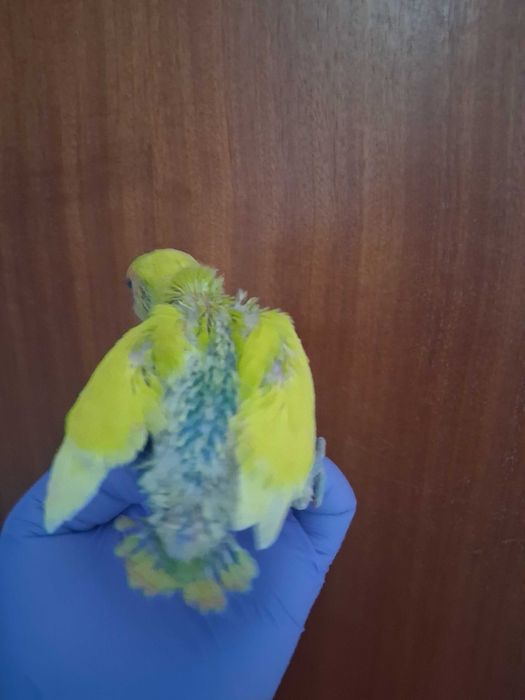 Rosicolis criados a mão