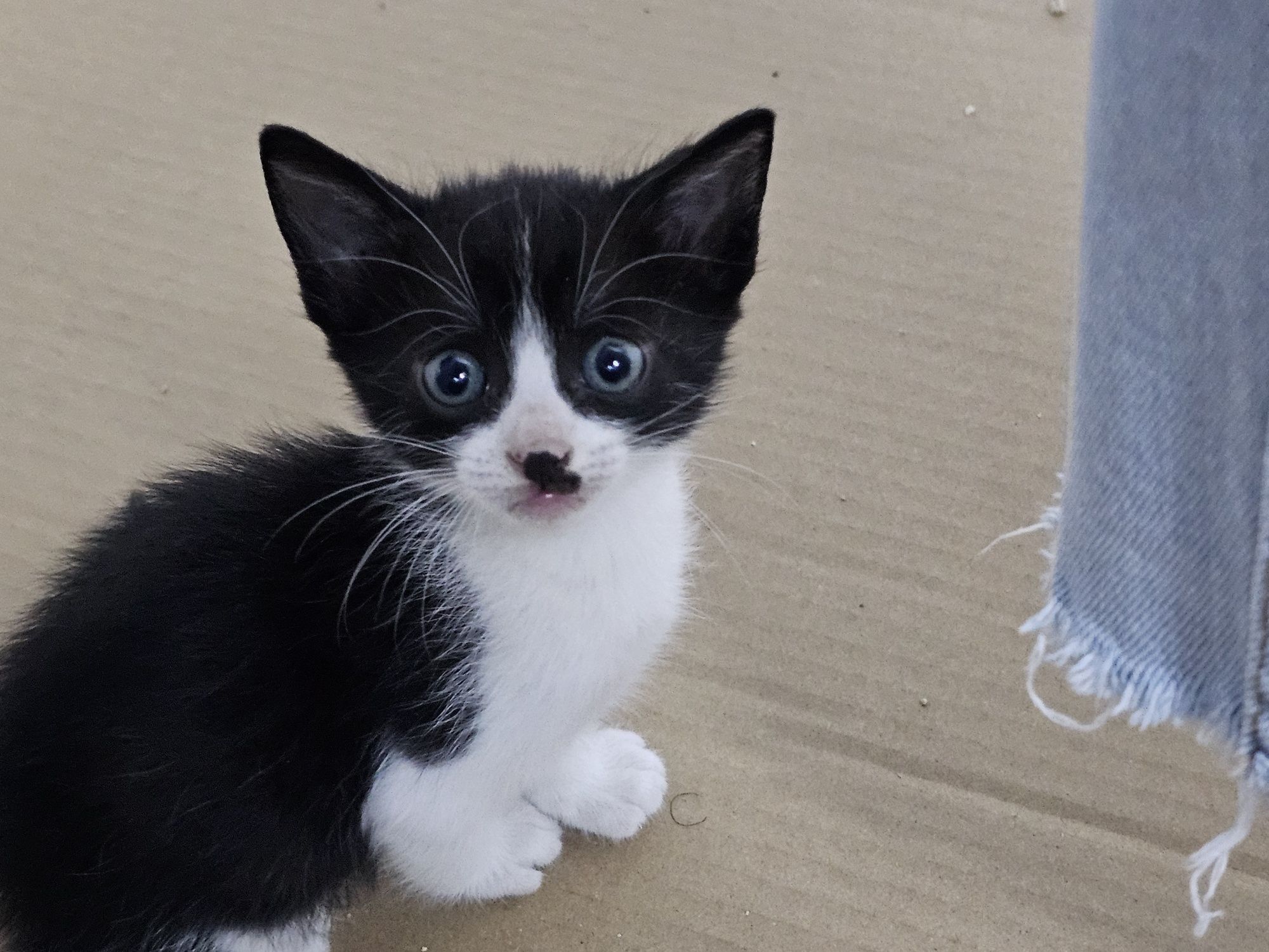 Gatinhos para Adoção