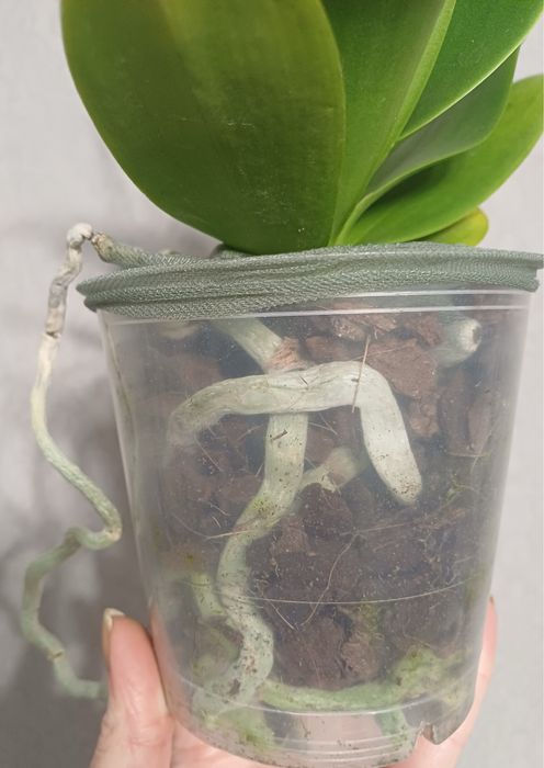 Орхідея метелик Мохіто