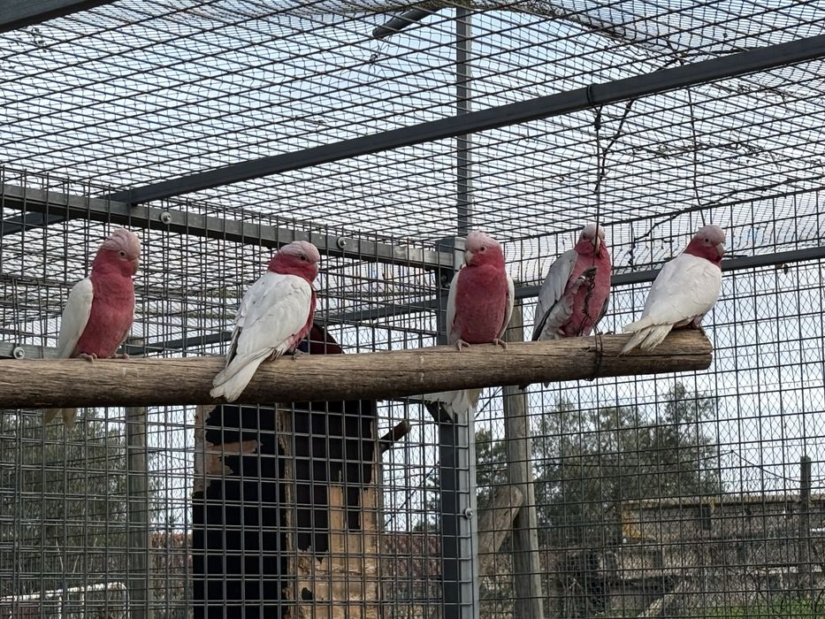 Cacatuas Galah Lutina