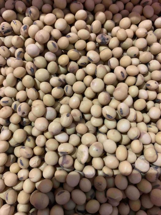 Продам насіння сої Софія під раундап