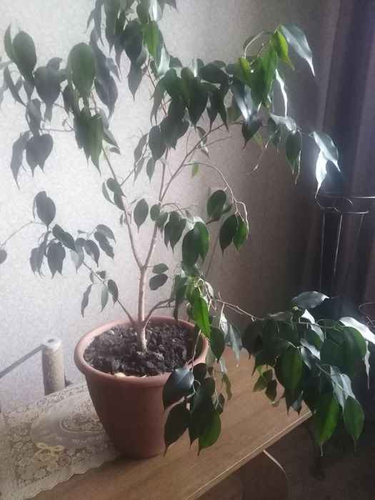 Безплатно комнатные цветы