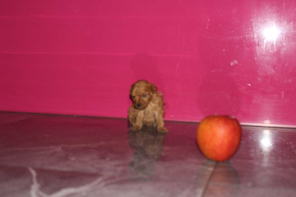 Maltipoo hybryda Maltańczyk i Pudel