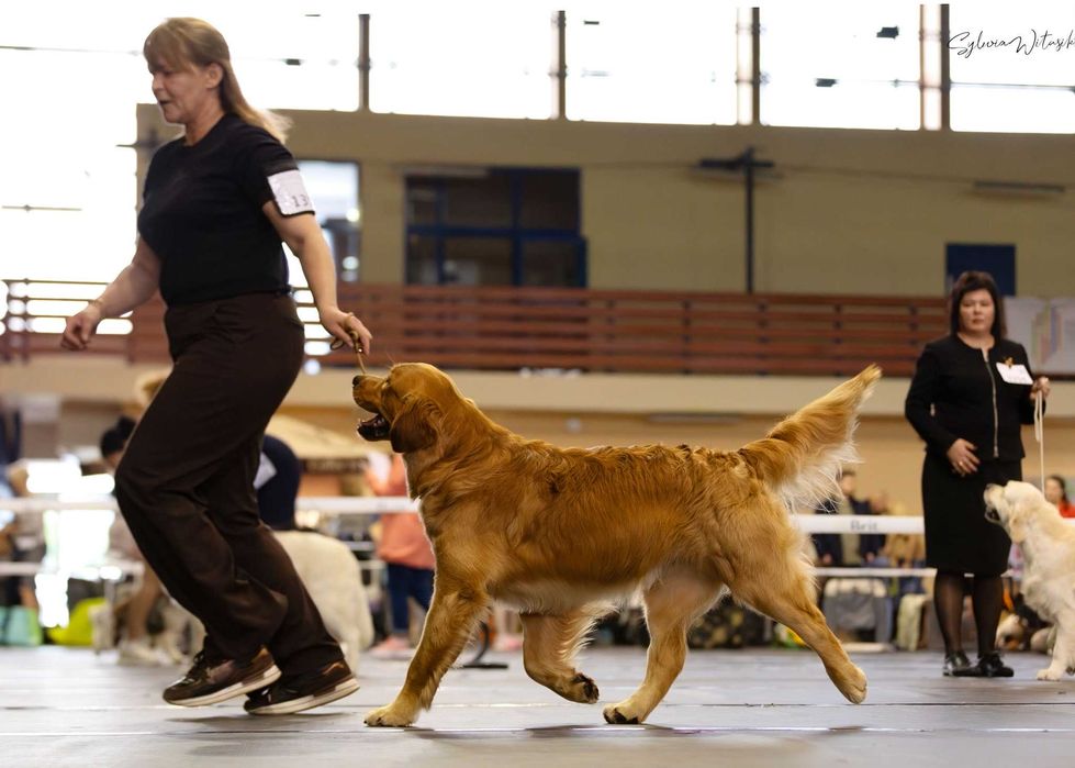 Golden Retriever FCI zapowiedź miotu. Wiosna 2026r.