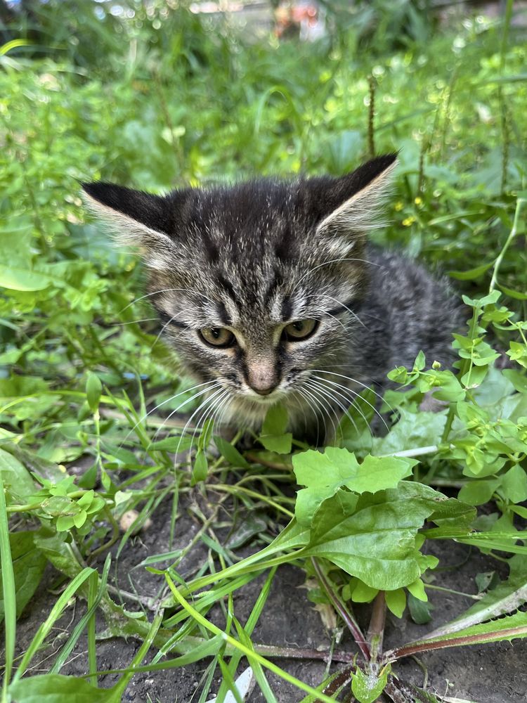Віддамо котеня в добрі руки