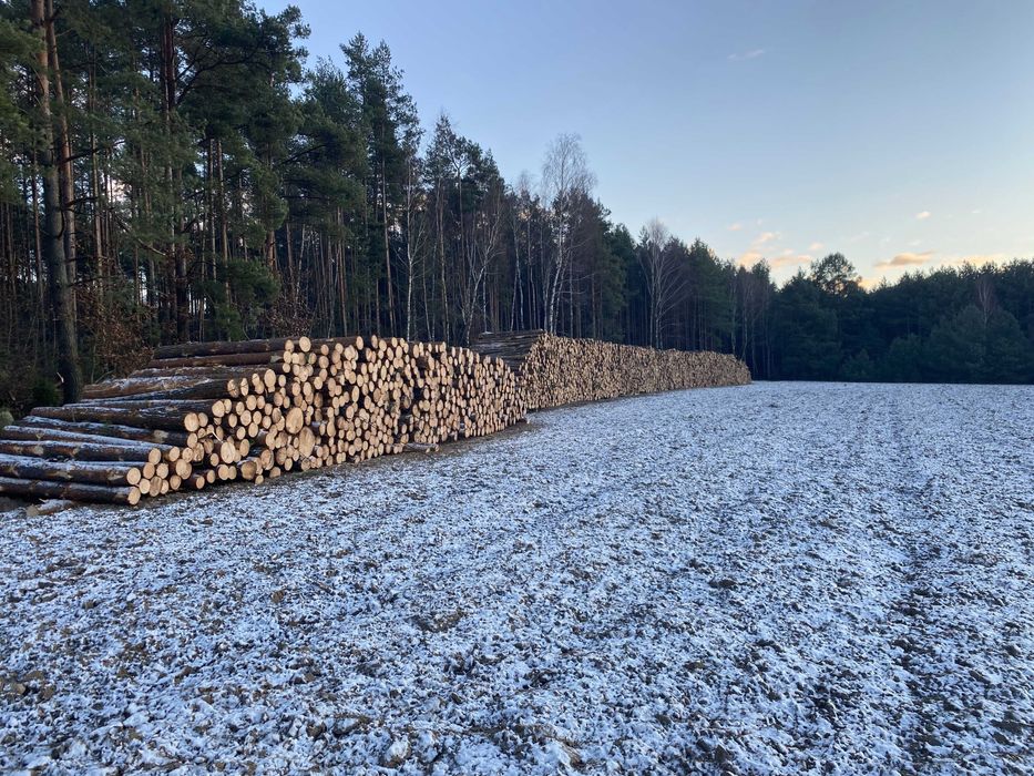 Brzoza, tartaczna - kłody, dłużyca, sosna papierówka