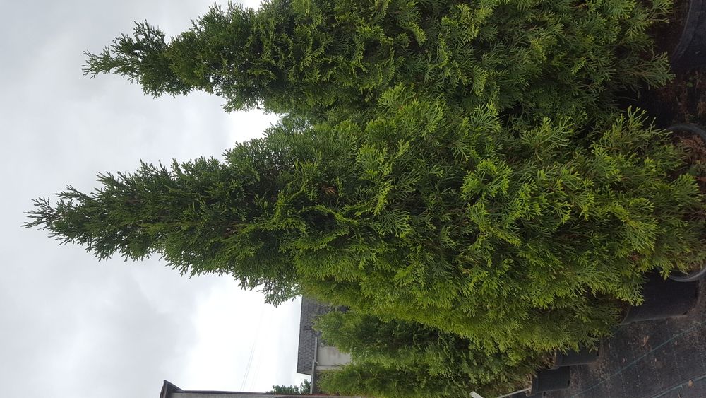 Tuja, thuja, tuje szmaragd kopana z gruntu 150-200cm