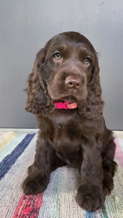 Англійський Кокер Спаніель Шоколад