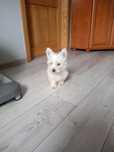 PIESEK-West Highland White Terrier