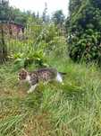 Kociaki do adopcji