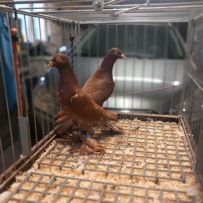 Gołebie Ozdobne Bociany