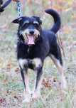 Młody, miły terrier do adopcji