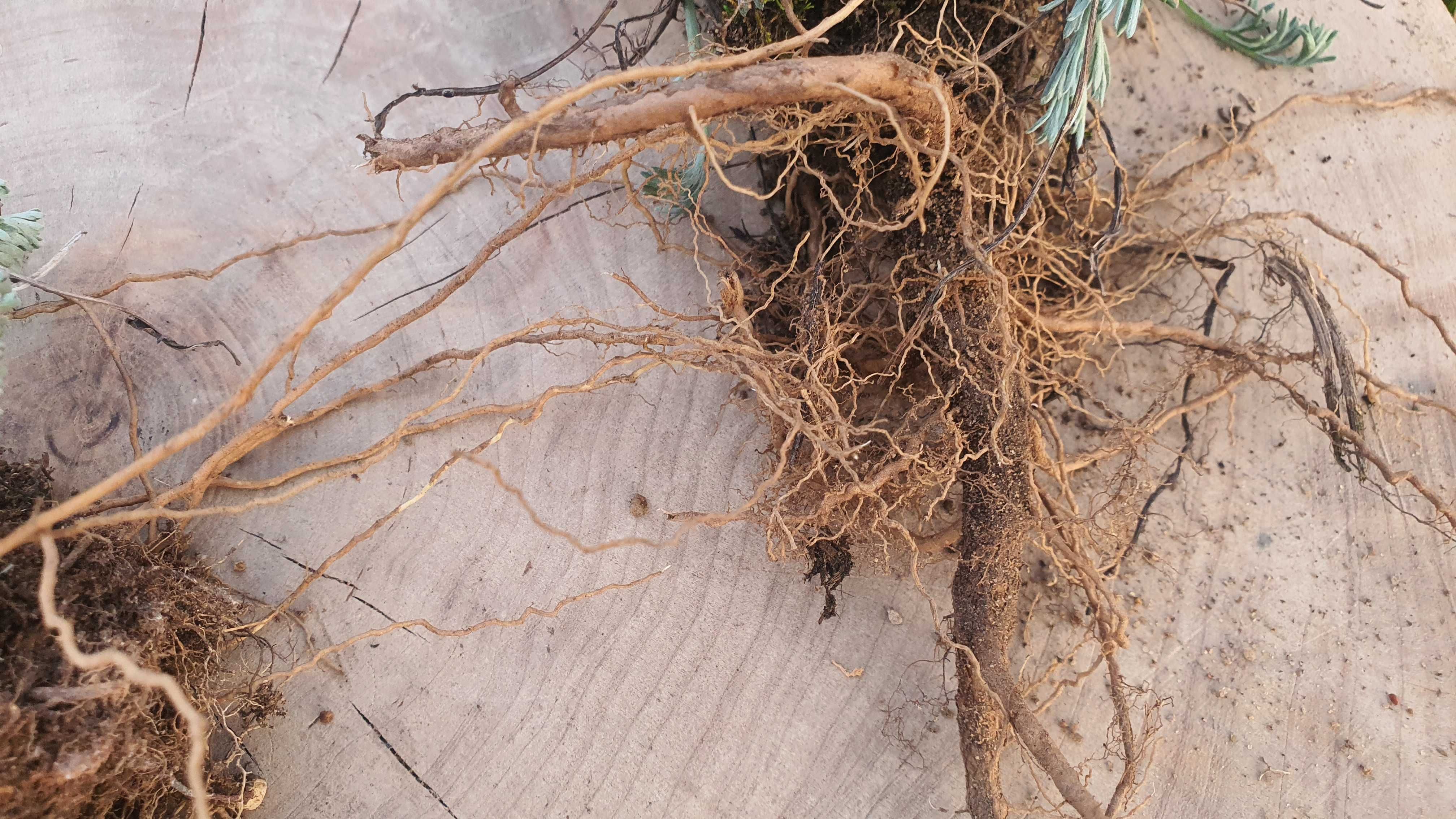 Sadzonki Bylica Piołun Artemisia absinthium sadzonka 10 sztuk