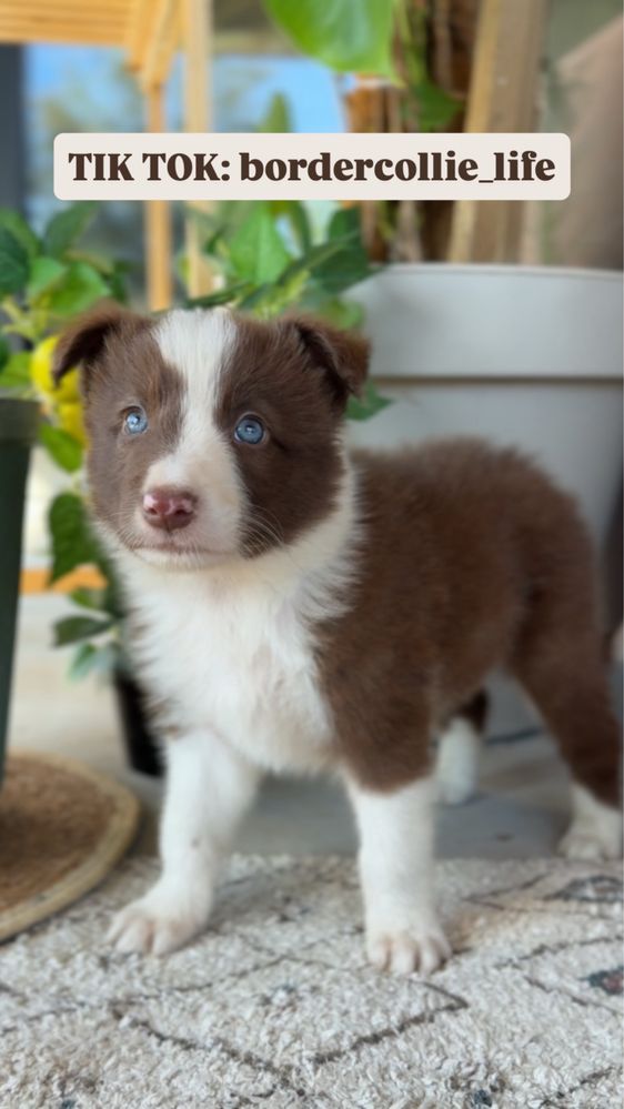 Piesek Border Collie