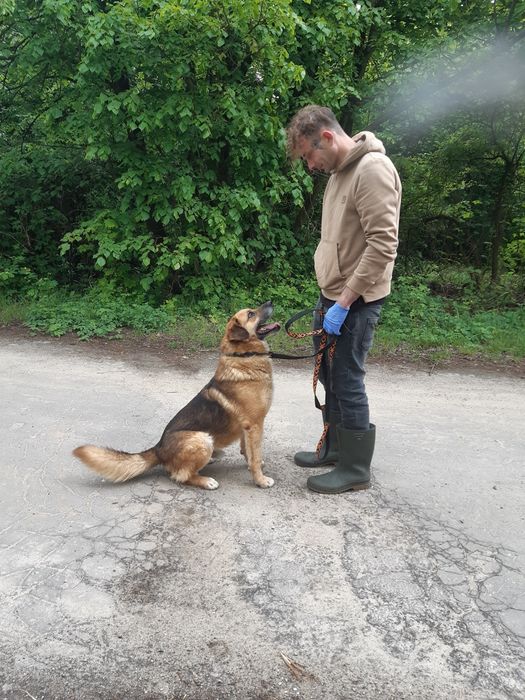 Super pies Marley do adopcji że schroniska .