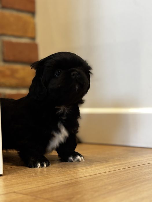 Piesek pekińczyk gotowy do odbioru