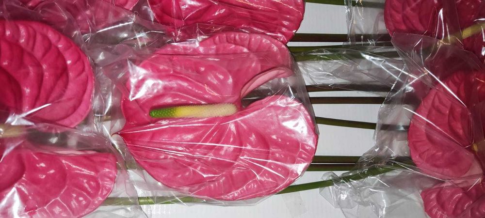 Anturios Flores - Caixa de 12 unidades