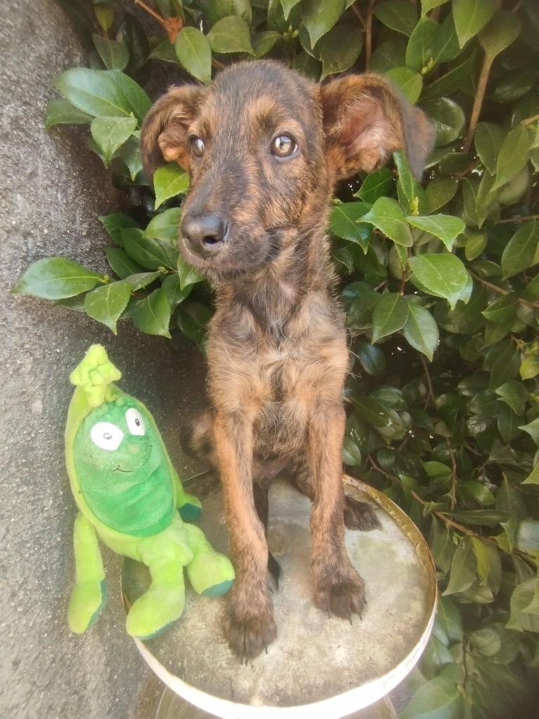 Enzo para adoção muito responsável