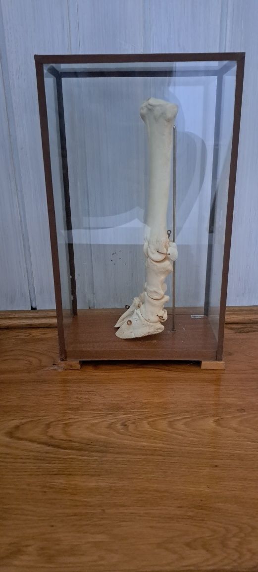 Kończyna noga bydlęca krowy eksponat kości