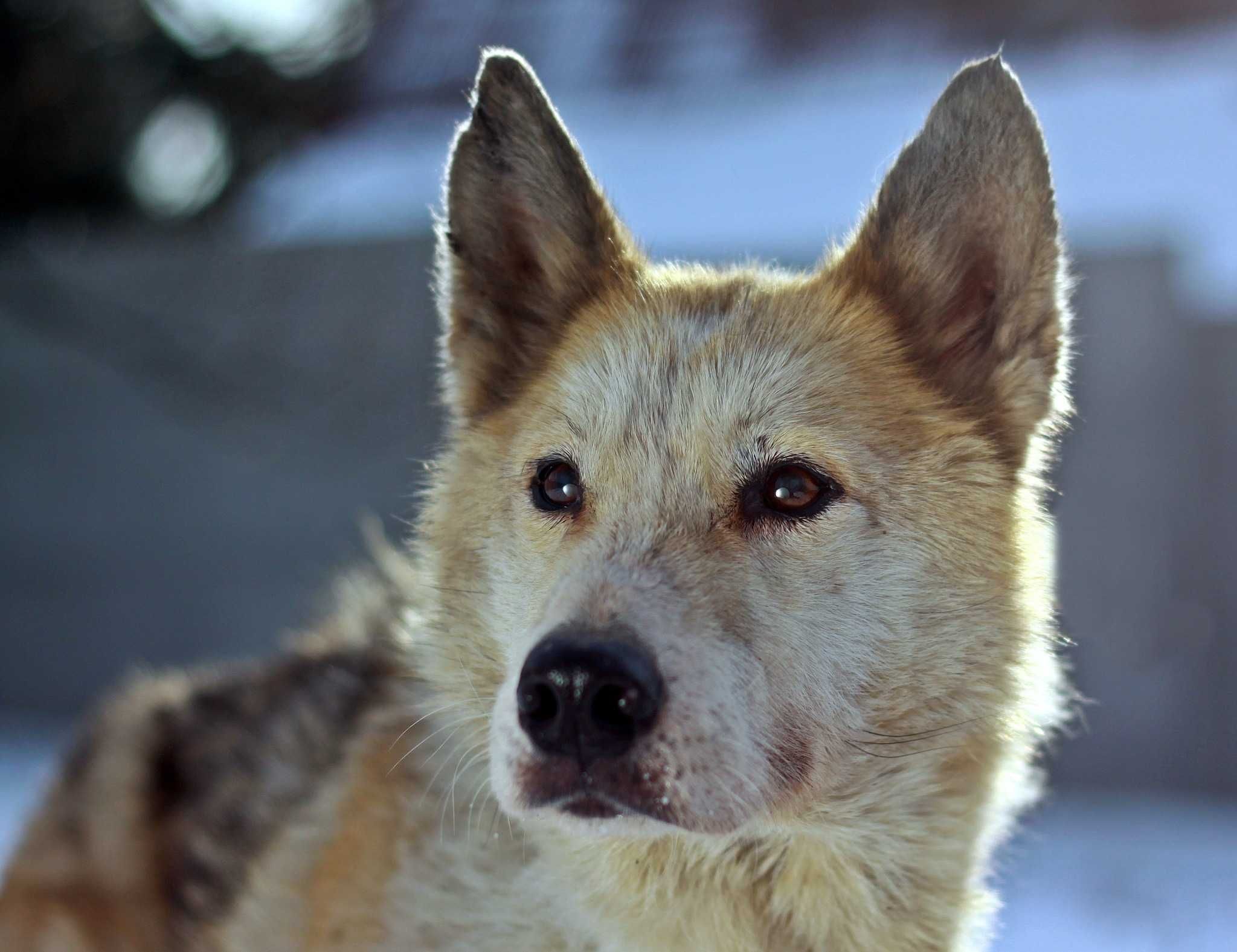 Psy i suczki husky malamute - młodsze i starsze szukają domów