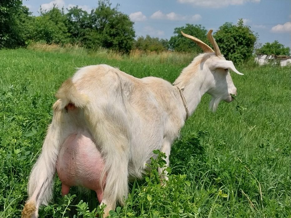 Кози дійні, козенятка англонубійські