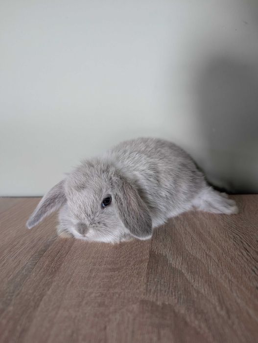 Mini lop, baranek miniaturka, metryka