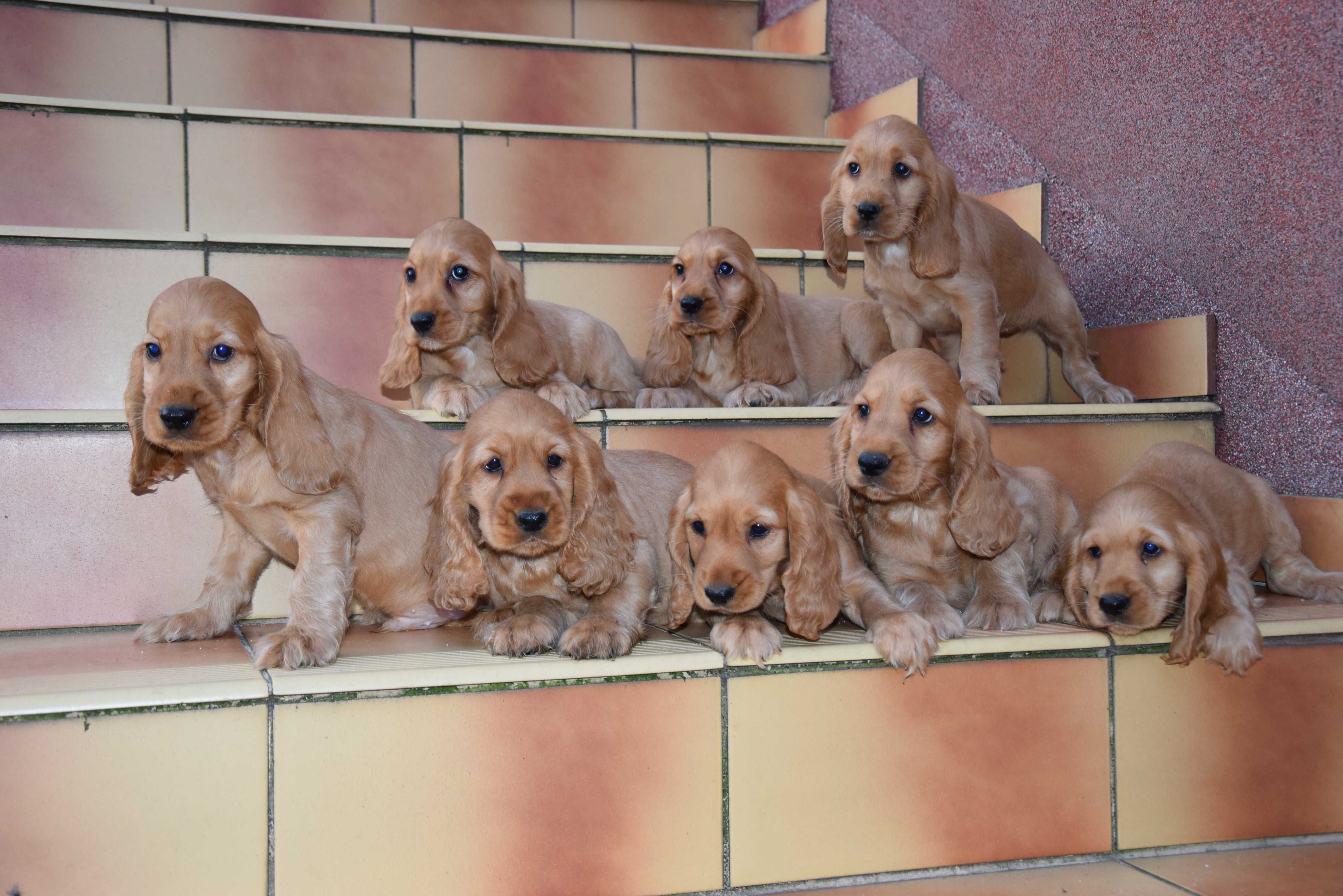 Cocker Spaniel - szczenię