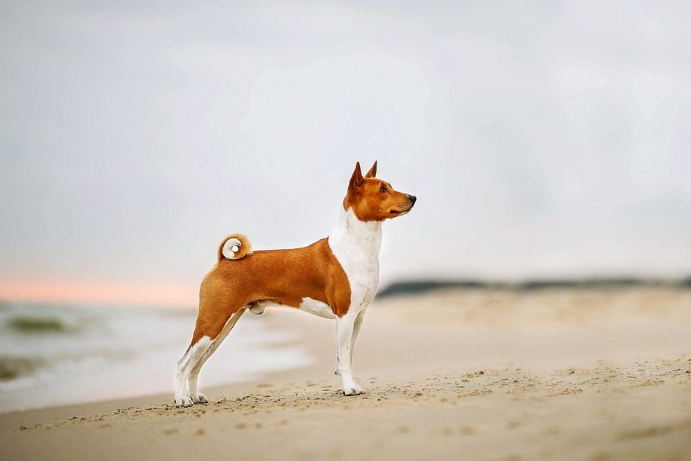 Szczeniata BASENJI z doświadczonej hodowli ZKwP/FCI - ZAPOWIEDŹ MIOTU