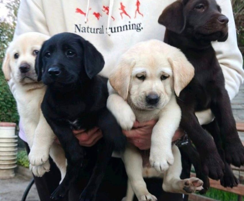 Лабрадори Белая девочка Лабрадор Ретривер Доставка за границу