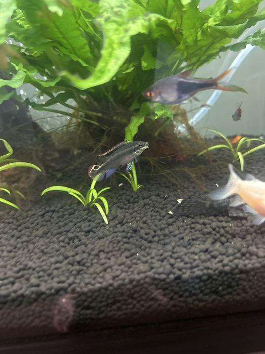 Kribensis casal troca