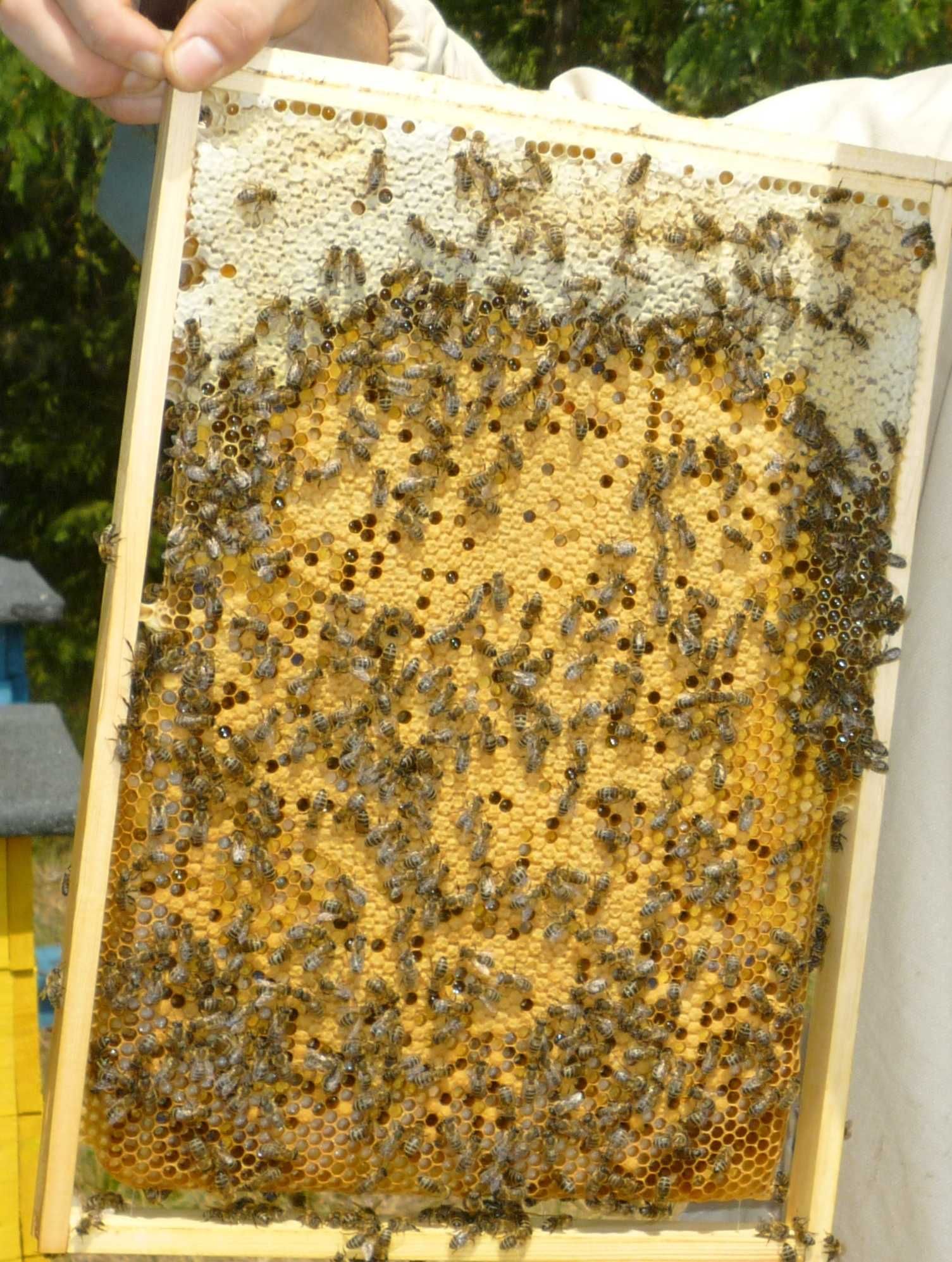 Odkłady pszczele - ramka warszawska zwykła