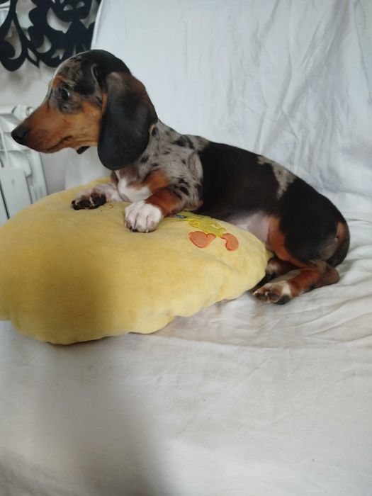 Jamnik suczka merlle