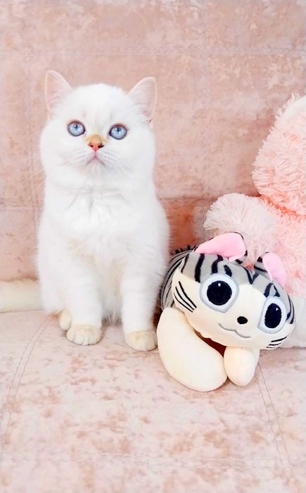 Біленьке ведмежатко дівчинка красунечка