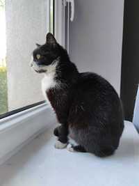 Gliwice Śląsk kot kotka do adopcji adopcja Fundacja Aferka