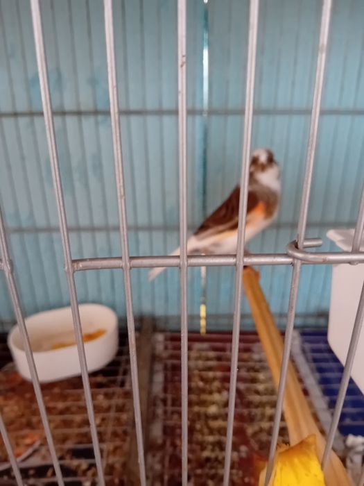 Canários Alecrim Português