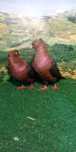 Pombos ornamentais A