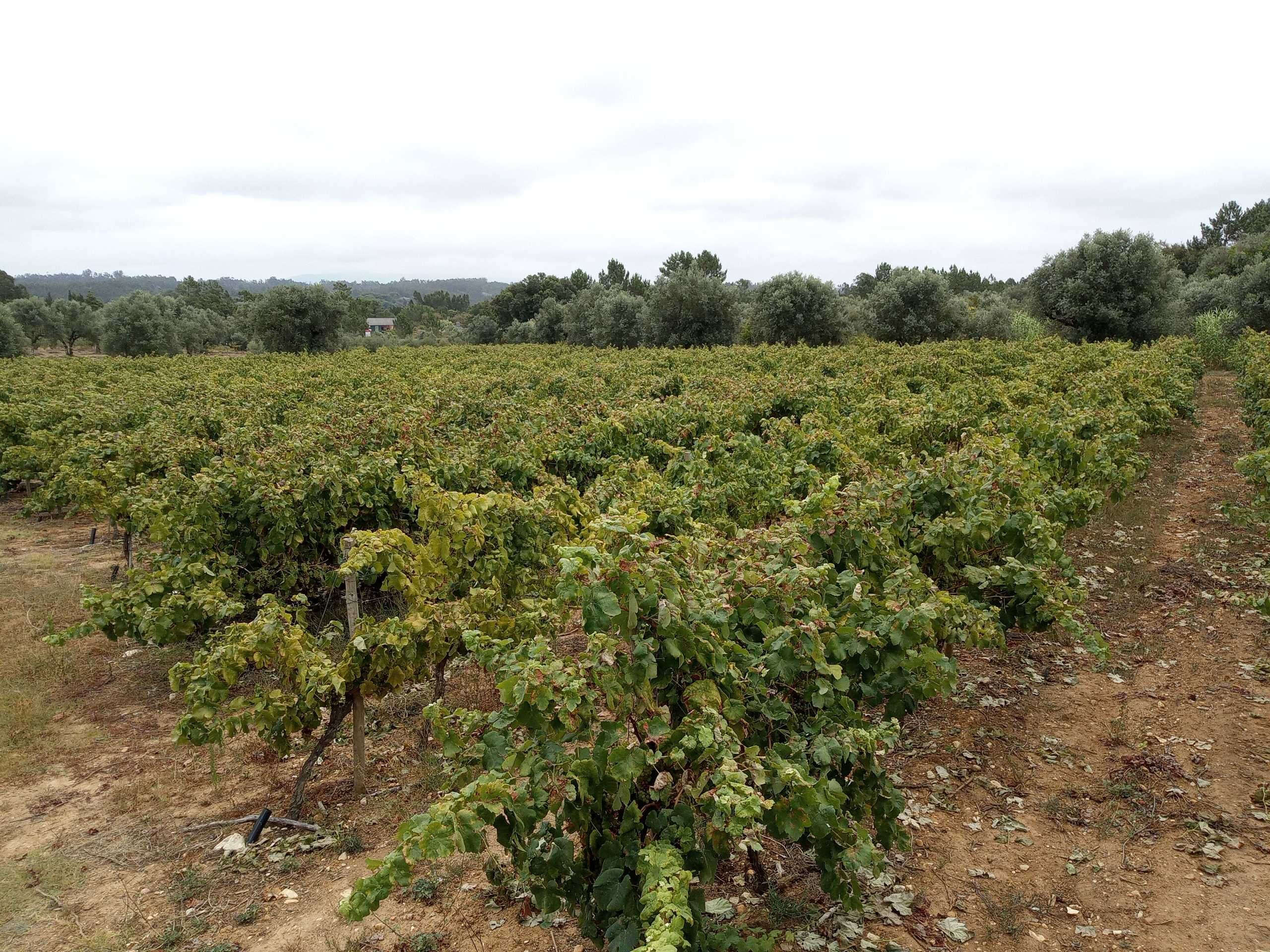 Vinha jovem com perto de 2 hectares
