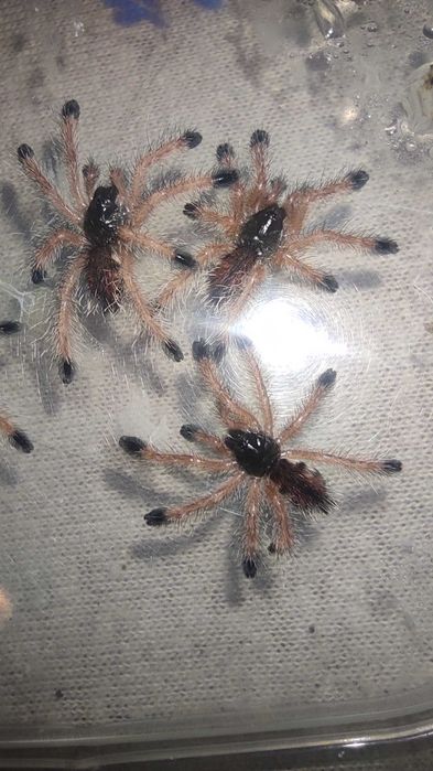 Avicularia braunshauseni l1 - ptasznik