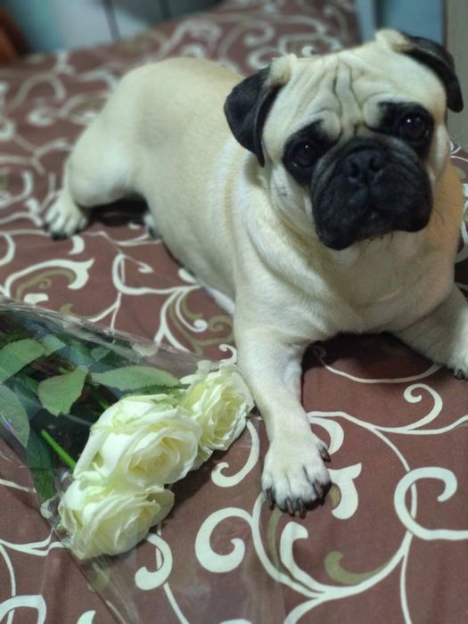 Достойный кобель для вязки  Мопс