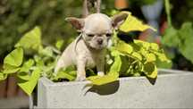 Chihuahua PIESEK kremowy MINI XXS