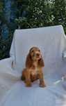 Lindo e meio Cocker Spaniel Inglês