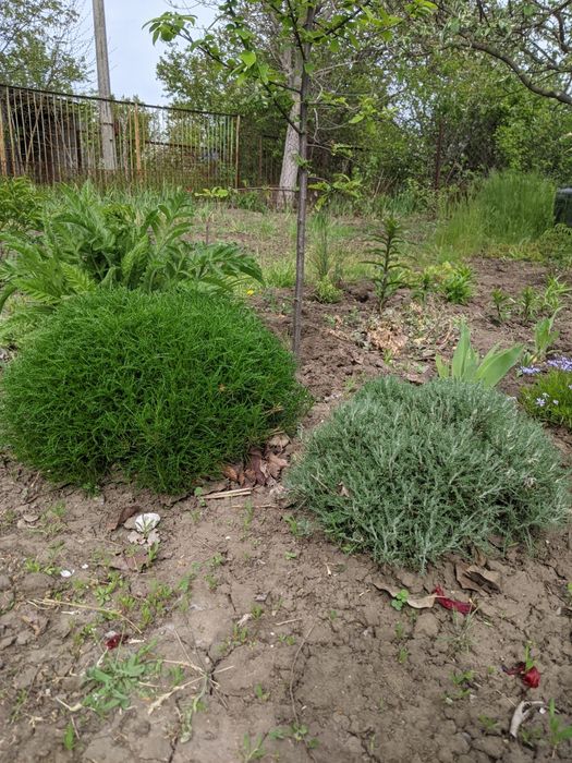 Садовые цветы (сантолина/бересклет/гортензия/лилейники/водные растения