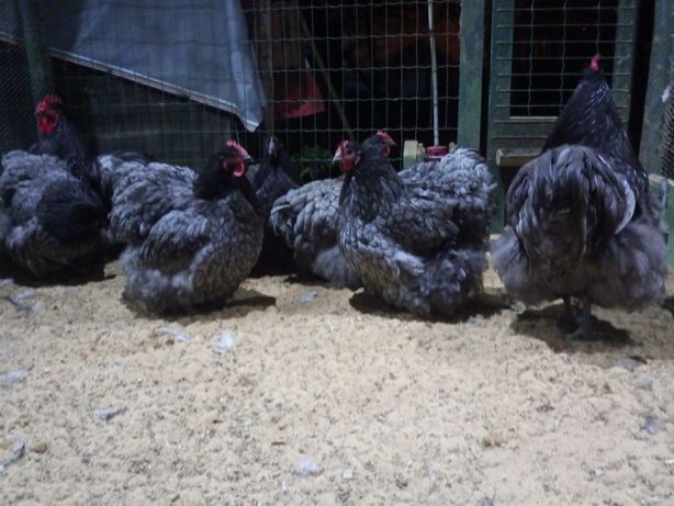 Ovos de galinhas de raças raras (para chocar)
