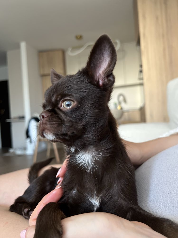 Piękny Chihuahua piesek kolor czekoladowy z Hodowli Bajeczne Urwisy