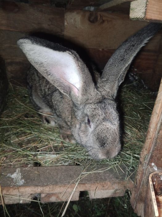 Продам кроля ...